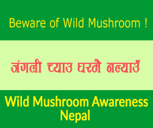 Wild Mushroom Awareness Advertisement